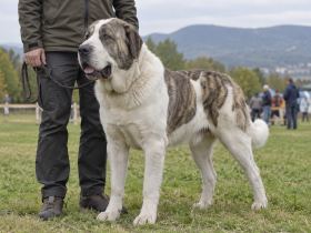 Central Asian Shepherd at an outdoor breed event