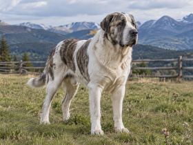 Adult Central Asian Shepherd in a fenced meadow