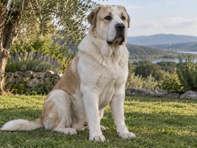 Central Asian Shepherd portrait in a garden