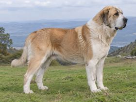Central Asian Shepherd standing in full profile