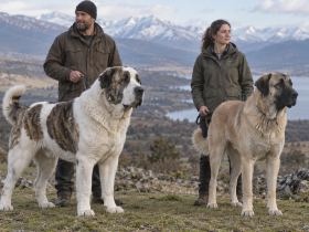 Central Asian and Anatolian Shepherds with handlers