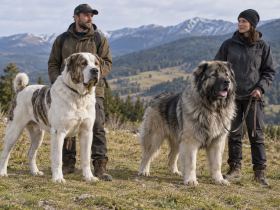 Central Asian and Caucasian Shepherds on separate leads