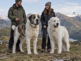 Central Asian Shepherd and Great Pyrenees outdoors